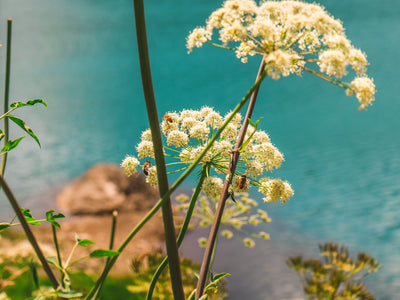 Holiday Happy With These Insect Repelling Tricks